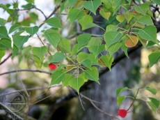 img-7262 img-7262